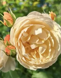 2025年最新】バラ挿し木 苗の人気アイテム - メルカリ