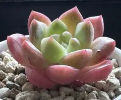 ひ*ん様 No.g641新品種　氷翠　エケベリア　多肉植物撮影11月17日