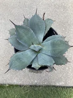 2026年最新】アガベホーチエンシスの人気アイテム - メルカリ