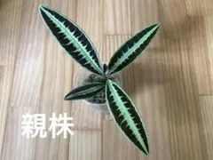 いのっち様 リクエスト 3点 まとめ商品