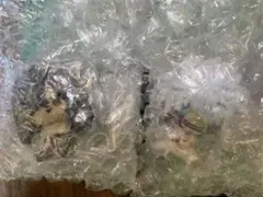 ヒロアカ 一番くじ H賞 ちょこのっこフィギュア 僕のヒーローアカデミア