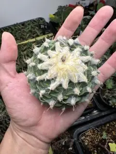 オブレゴニア デニグリー 大疣選抜 実生 鉢植えメルカリ便送料込み 2025年最新】オブレゴニアの人気アイテム - メルカリ