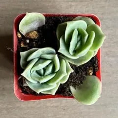 多肉植物ラブリーローズ抜き苗 - メルカリ