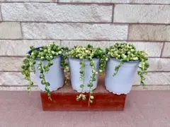 多肉植物　斑入りグリーンネックレス3ポット②