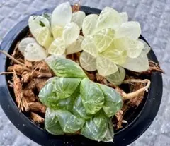 確認 専用のサムネイル