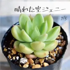 新入荷 大人気 多肉植物 エケベリア スノーフレークジェニー 超美苗