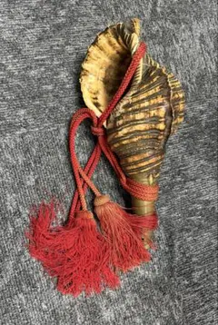法螺貝 超特大 42cm 超重量級 約1.1kg 笛 ホラガイ ホラ貝 ほら貝のサムネイル