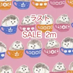 ラスト SALE 2m ハリネズミ ピンク オックス