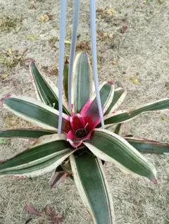 ネオレゲリア ハローキティ Neoregelia ビルベルギア - メルカリ