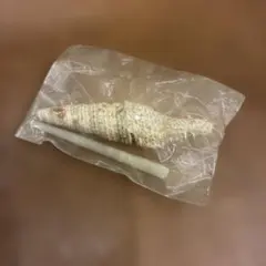 天然 貝殻 2点セット