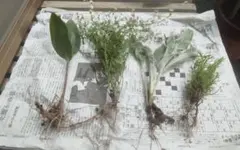 宿根草 苗 4種セット 寄せ植え ガーデニングのサムネイル