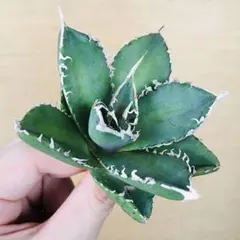 2026年最新】巨歯鯊の人気アイテム - メルカリ