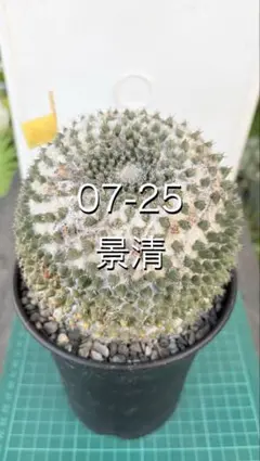 07-25 Youtube投稿ギムノカリキウム 鉢付 古株 ビンテージ株 - メルカリ