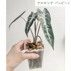 2025年最新】アロカシア バンビーノ 斑入りの人気アイテム - メルカリ