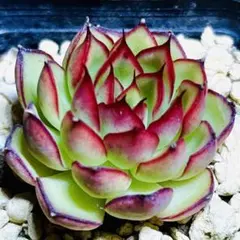 多肉植物⭐️ファイヤーフライ⭐️韓国苗育成 抜き苗 g32 - メルカリ