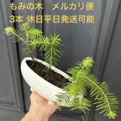 もみの木 苗木3本 園芸 盆栽 庭木 こぼれ種 自然発芽 クリスマスツリーのサムネイル