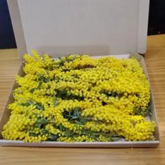 ピーコさまご確認用