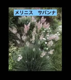 メリニス　サバンナ　種　ルビーグラス　種子　たね　グラス　ルビー　赤　ピンクのサムネイル