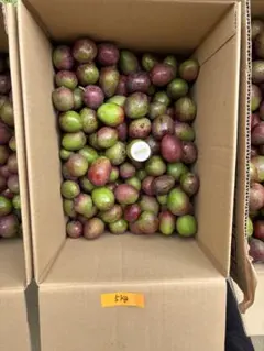 大きめ摘果マンゴー宮古島産箱込み8.9キロ - メルカリ