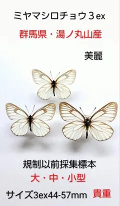 蝶標本 モンシロチョウ、スジグロシロチョウ - メルカリ