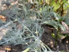 無農薬栽培　ディル　種　約100粒