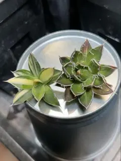 2026年最新】白糸の王妃の人気アイテム - メルカリ