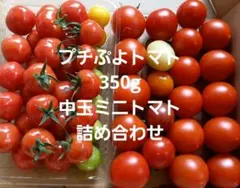 プチぷよトマト350g中玉ミニトマト詰め合わせのサムネイル
