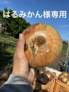 はるみかん様千葉県　白子町産　新玉ねぎ　訳あり　約10kgのサムネイル