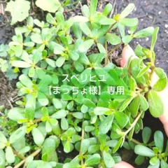 スベリヒユ【まっちょ様】専用