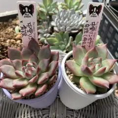 2025年最新】ルイパパさん苗の人気アイテム - メルカリ