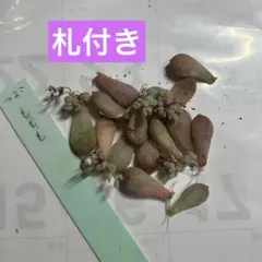 ヨ*コ様 ももも　つぶつぶ屋 札付き　多肉植物のサムネイル