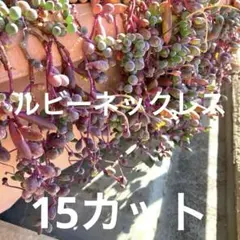 多肉植物 3種ネックレス バナナ/ルビー/ドルフィン カット苗詰め合わせ