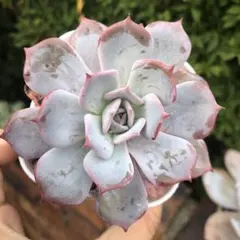 ブルーベリームーン 多肉植物 ミックスベリア - メルカリ