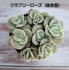 みーこ様 リクエスト 2点 まとめ商品