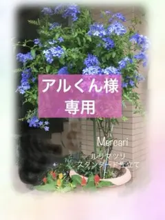 ルリマツリ　スタンダード仕立て鉢植え