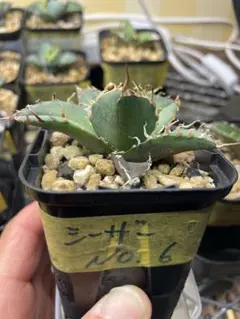 毒刺シーザー Lizeフィリグリー 2株セット 2025年最新】アガベ