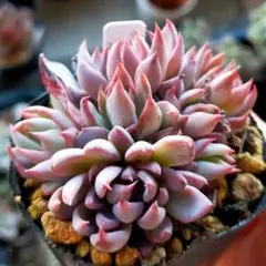 猫*♡様 青鬼　ミックスベリア　おらいさん　土付き発送　多肉