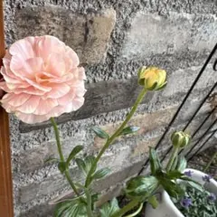 ラックス・リーベラ