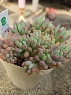 多肉植物 カット苗 No.1326 プロリフェラ錦 プロリフィカ錦 2カット