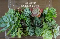 つぶつぶ交配入り セダム エケベリア寄せ植えセット わたあめ さくらもち