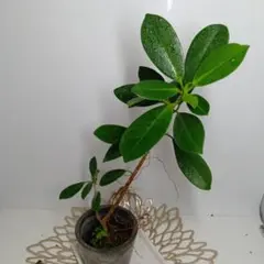 白様 リクエスト 8点 まとめ商品