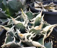 Lize血統　大白鯊　子株2株セット！ Agave Titanota 大白鯊(Lize血統)の子株 未発根 | AgaveLives