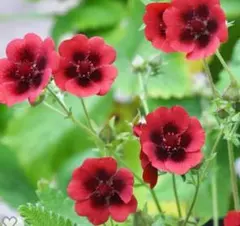 花苗　ポテンティラ　モナークベルベット　宿根草のサムネイル