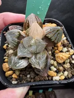 ハオルチア オブツーサ錦 葡萄 大粒 紅黒混濁 セール品 _4