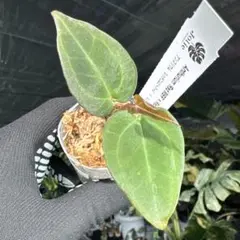 so_one様 リクエスト 2点 まとめ商品