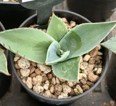 5 アガベ パリー トランカータ 実生【選抜 地植え 耐寒性 ドライ