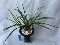 寒蘭無銘『素心覆輪』成木 寒蘭 春蘭 東洋蘭 万年青 - メルカリ