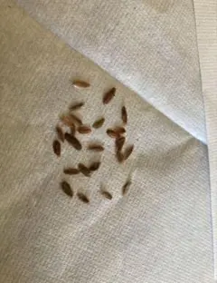 白石様専用 中里リンゼアナ自家受粉種子 - メルカリ