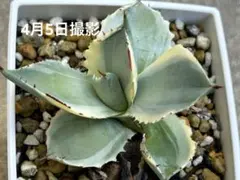 2026年最新】アガベ兜蟹の人気アイテム - メルカリ