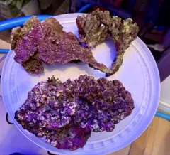 2026年最新】ライブロック 海水魚の人気アイテム - メルカリ